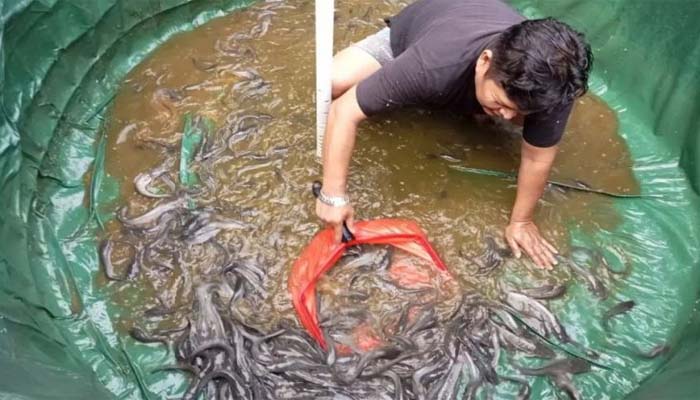 Budidaya Ikan Bioflok, Warga Depok Bentuk Ketahanan Pangan