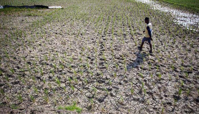 Banyak Sawah Mengering Petani Indramayu Gagal Panen